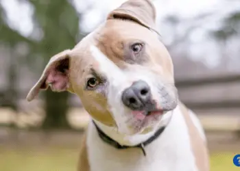 How Much is a Dog DNA Test?