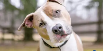 How Much is a Dog DNA Test?