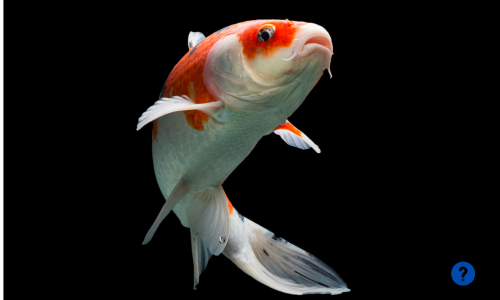 How Much Do Koi Fish Cost