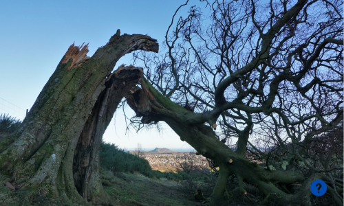 Fallen Tree Cost