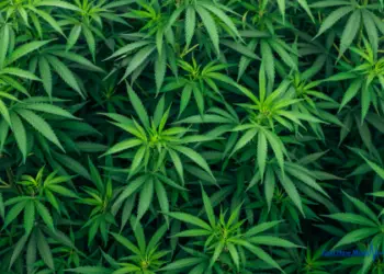 How Much Does Medical Marijuana Cost?