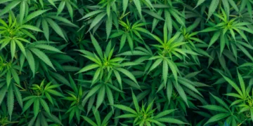 How Much Does Medical Marijuana Cost?